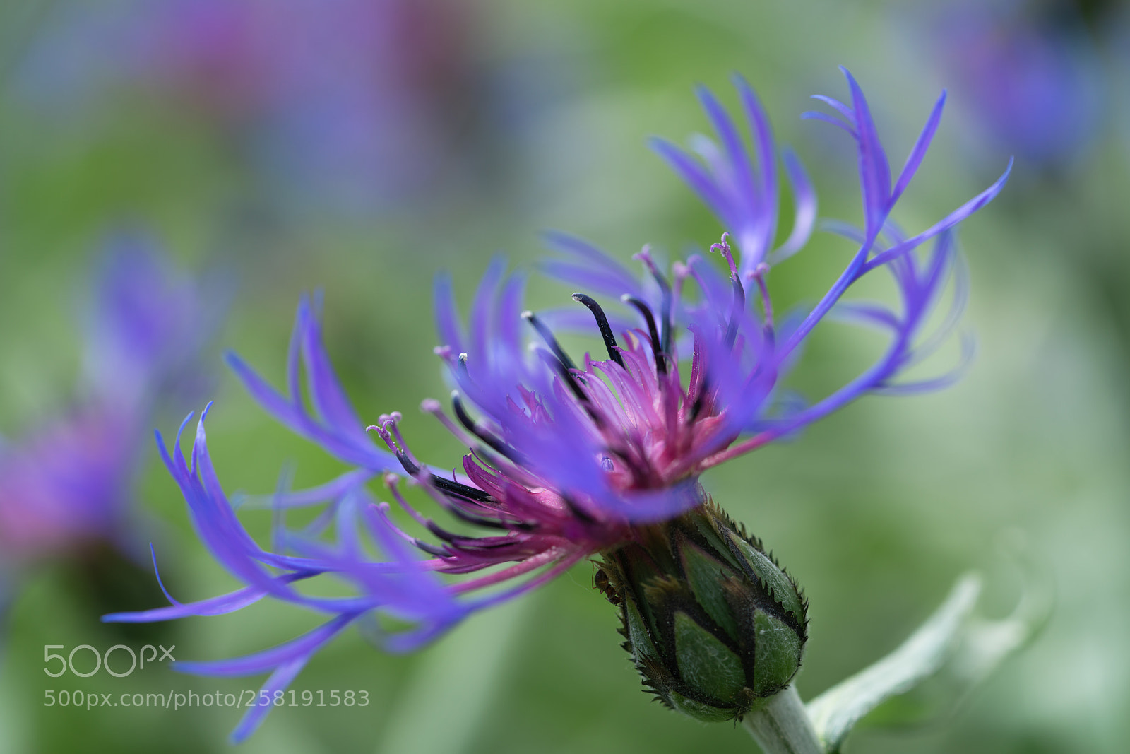 Sony a7R II sample photo. Centaurea photography