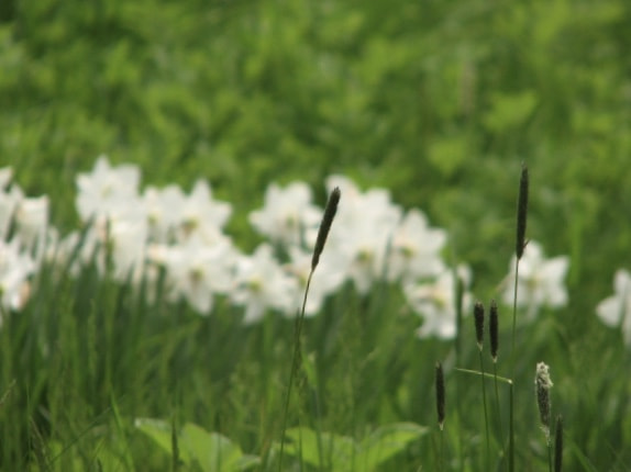 Canon POWERSHOT S3 IS sample photo. Whiteflowers photography