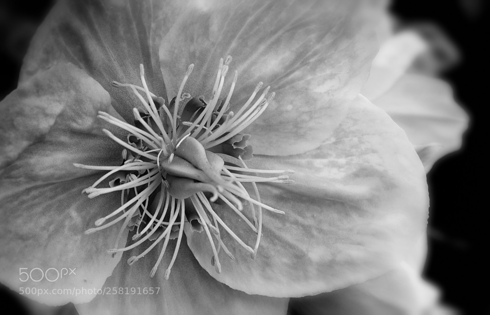 Nikon D750 sample photo. Stamens and pistils photography