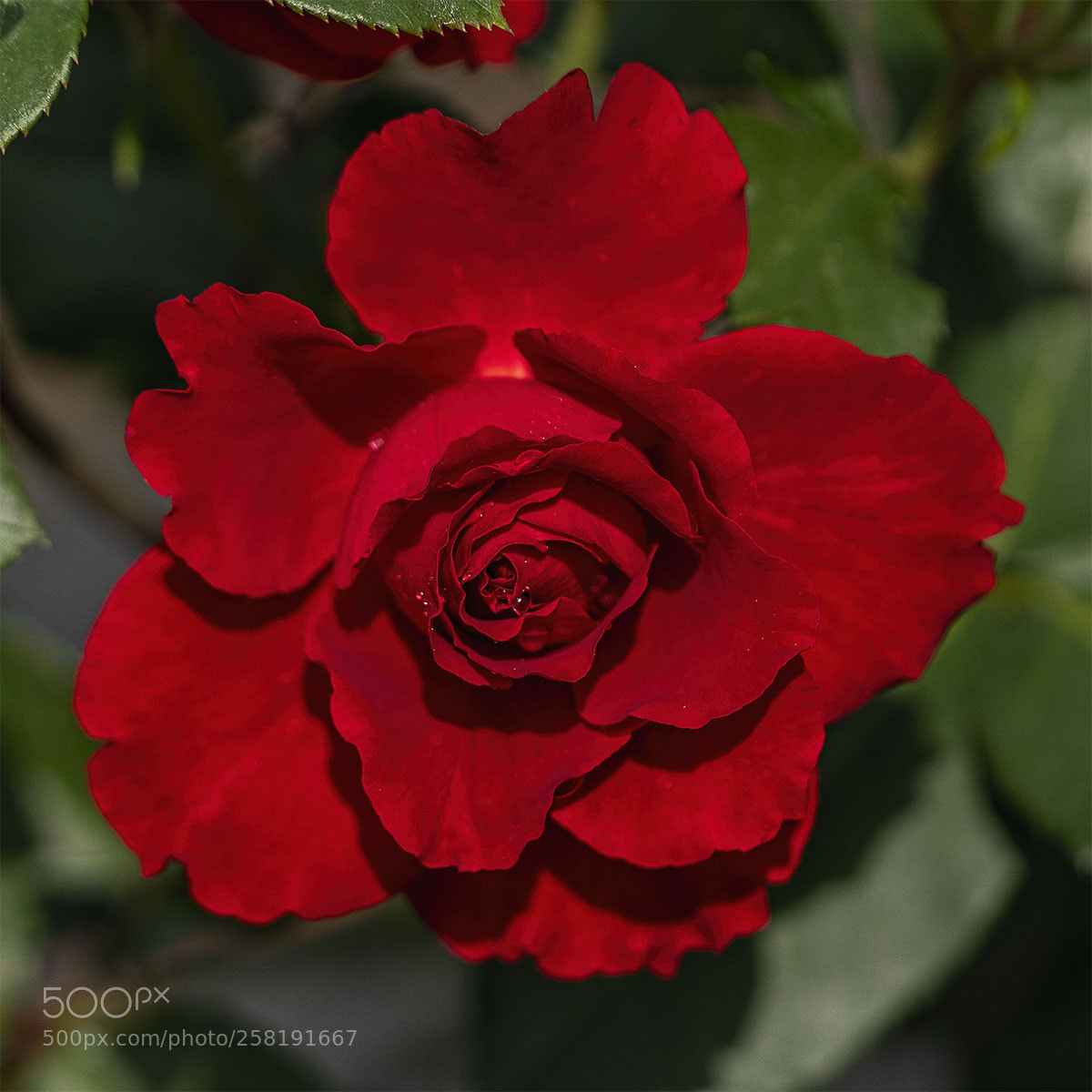 Sony a6300 sample photo. Blüten 150518-010 photography
