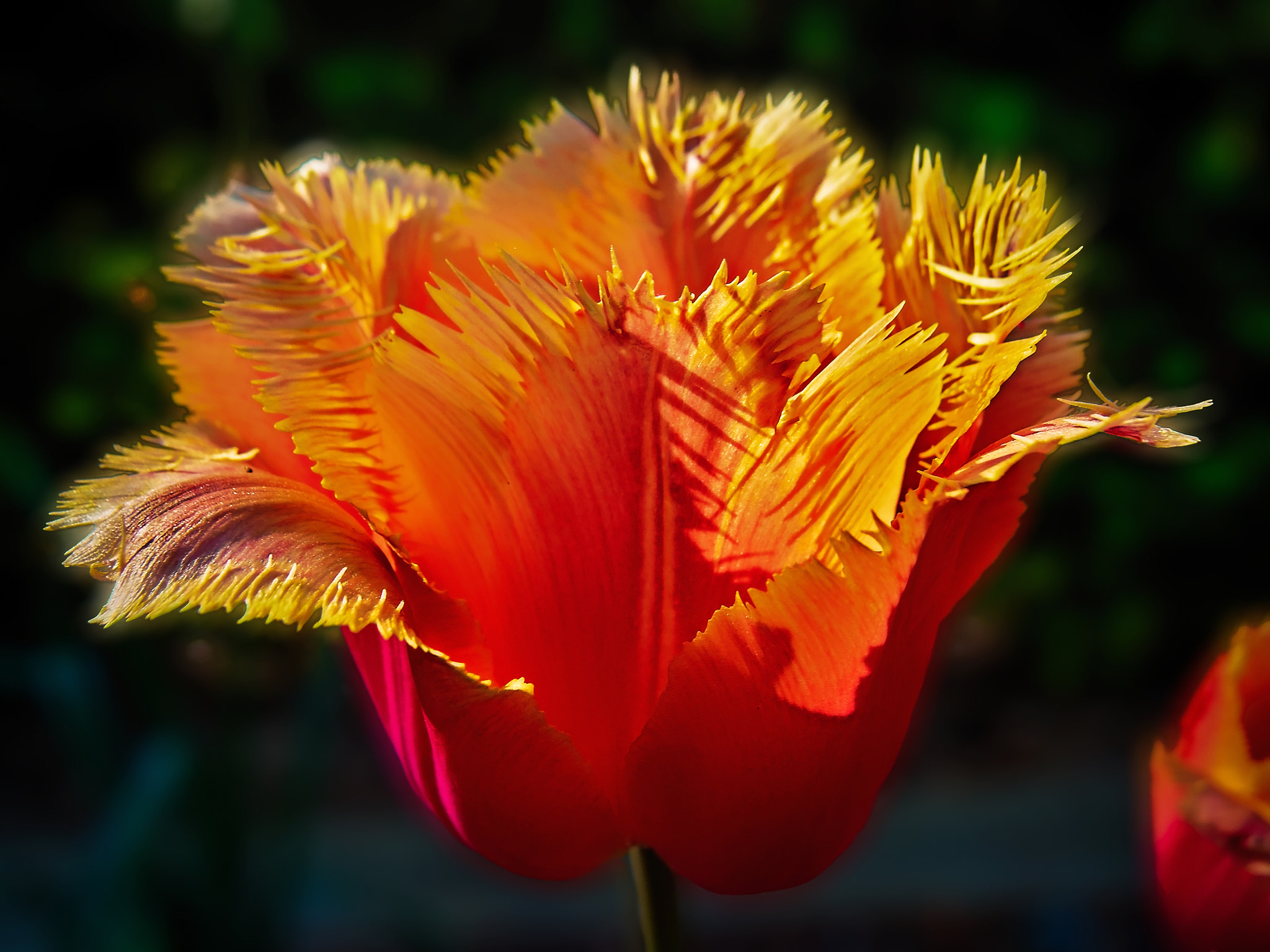 Olympus XZ-2 iHS sample photo. Bloom tulip photography