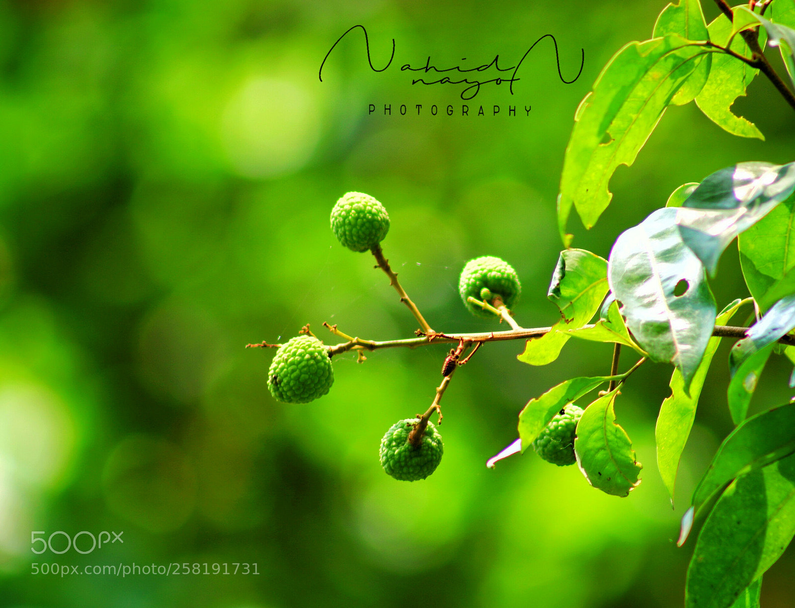 Canon EOS 750D (EOS Rebel T6i / EOS Kiss X8i) sample photo. Litchi fruit hanging from photography