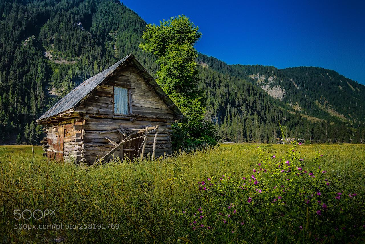 Nikon D600 sample photo. A hovel in nature's photography