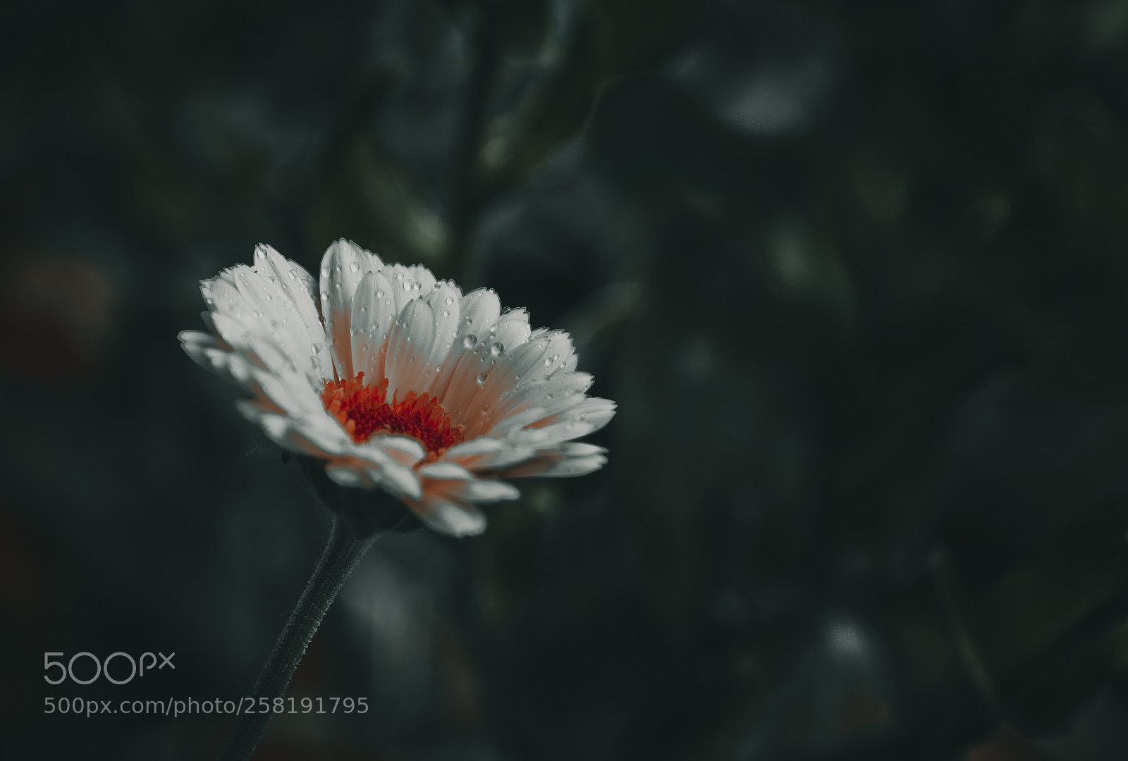 Canon EOS 760D (EOS Rebel T6s / EOS 8000D) sample photo. ...night photography