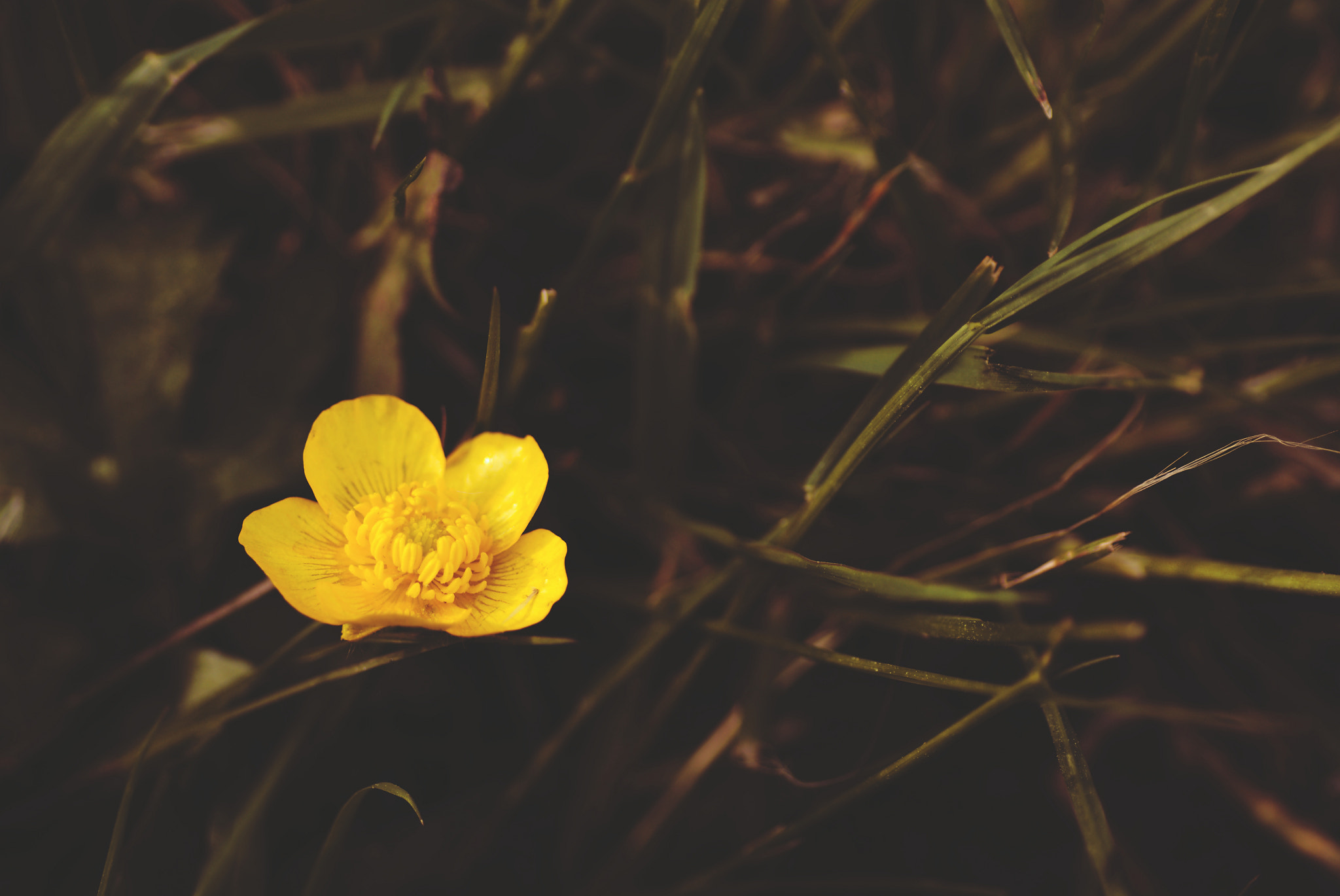 Sony SLT-A65 (SLT-A65V) + Tamron SP AF 90mm F2.8 Di Macro sample photo. Florals #2/3 photography