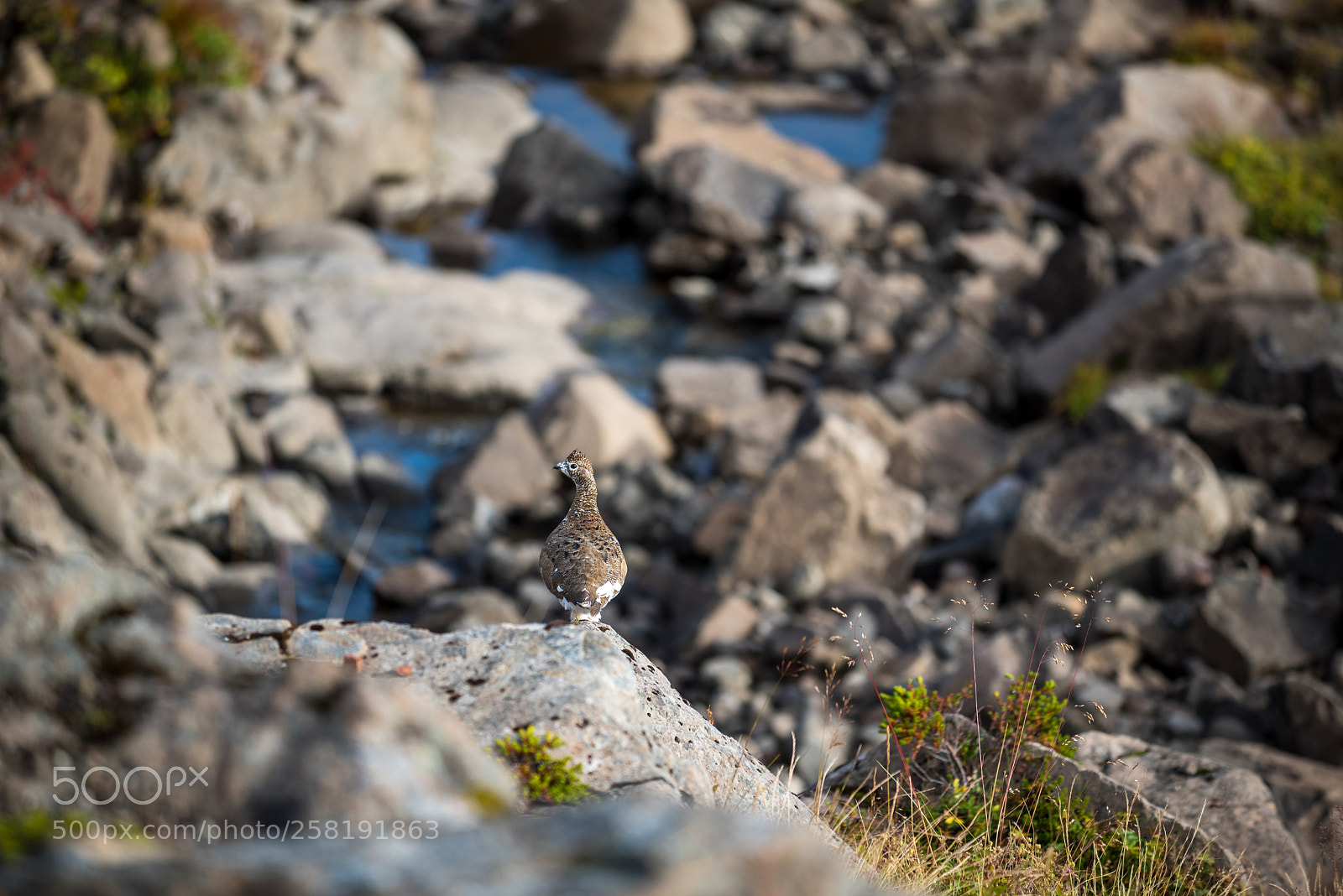 Nikon D750 sample photo. Ptarmigan, westfjords, iceland photography