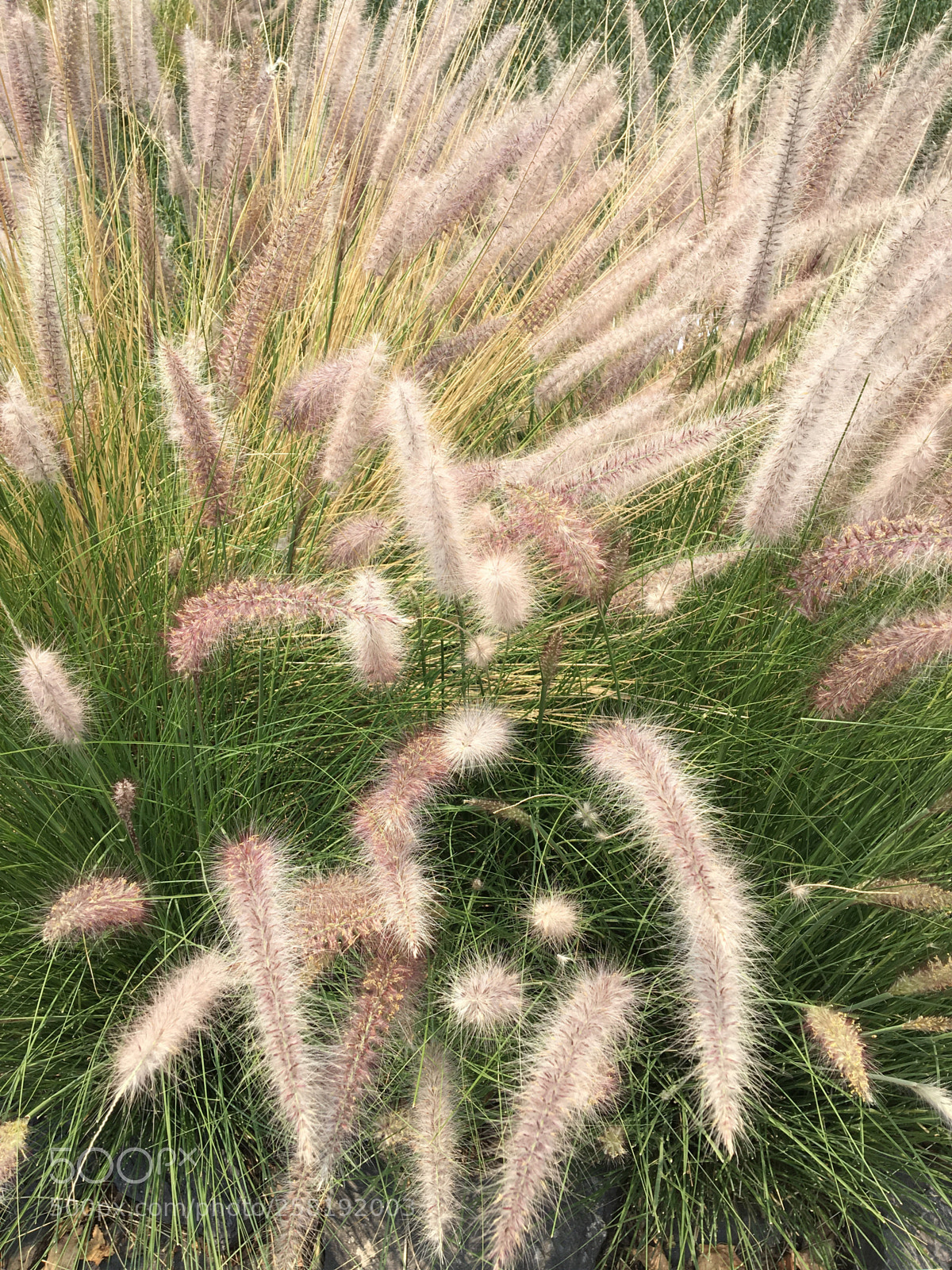 Apple iPhone 6s sample photo. Wind photography