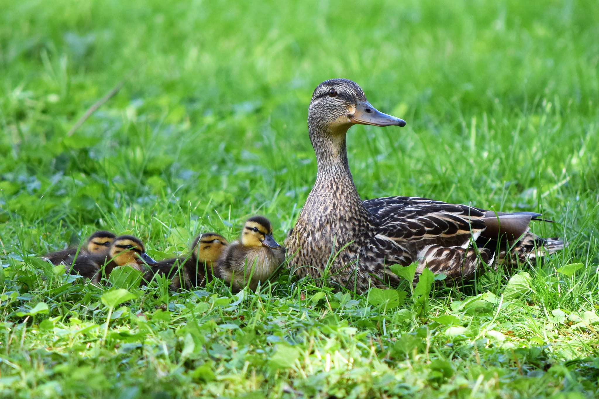 Nikon D5300 sample photo. New family photography