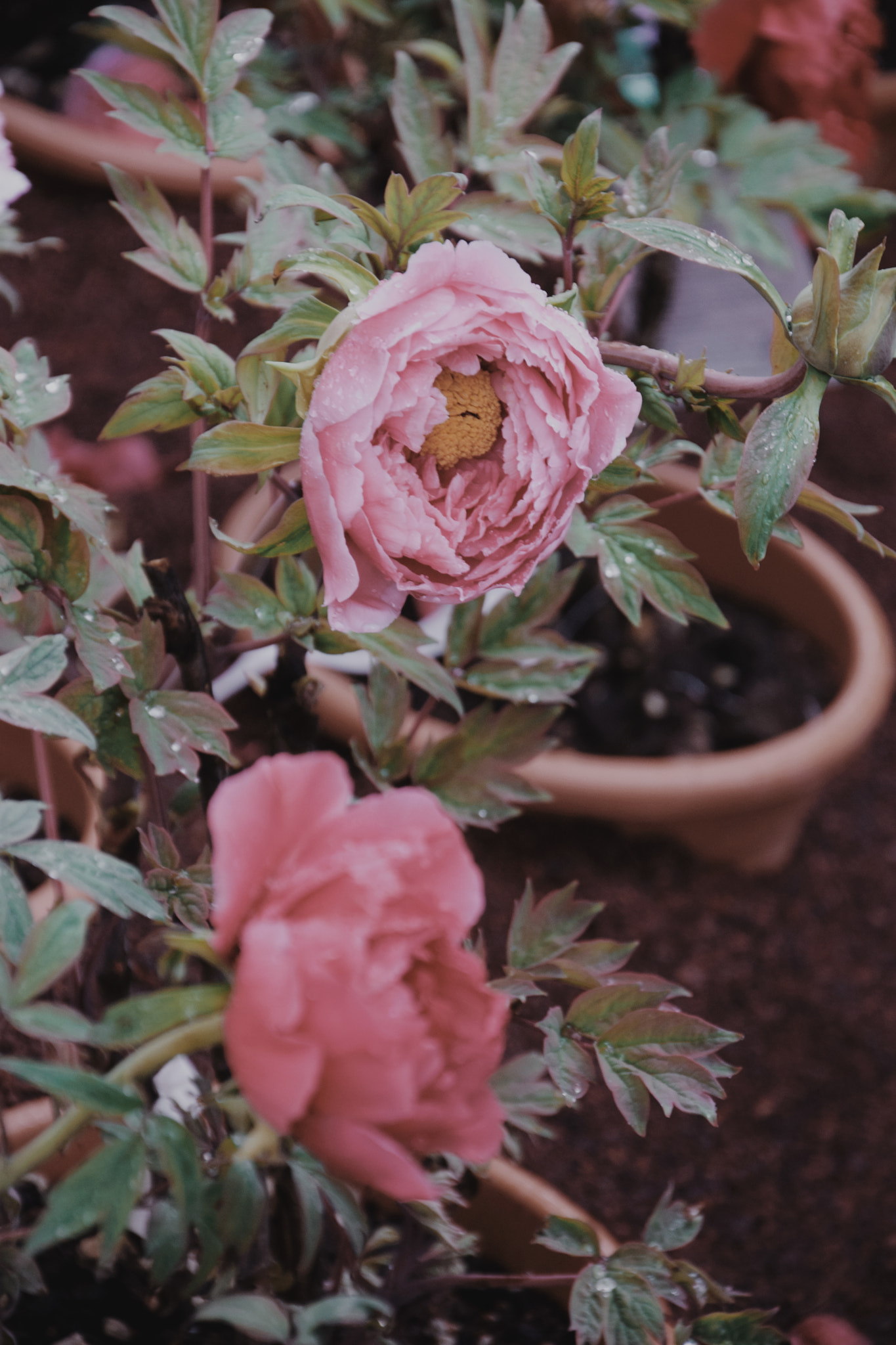 Nikon D5300 sample photo