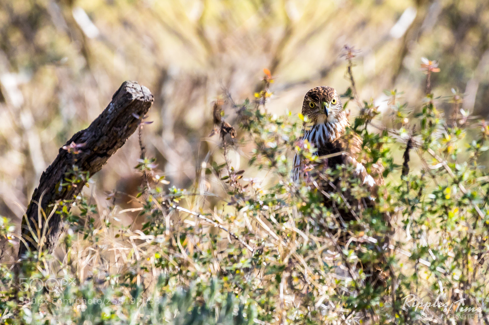 Canon EOS 7D Mark II sample photo. A intense stare of photography