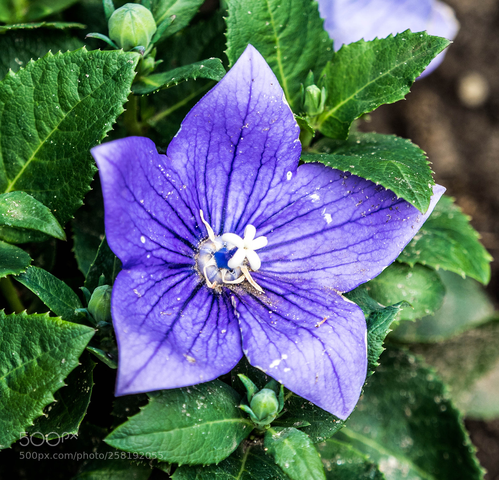 Olympus OM-D E-M5 II sample photo. Olympus digital camera photography