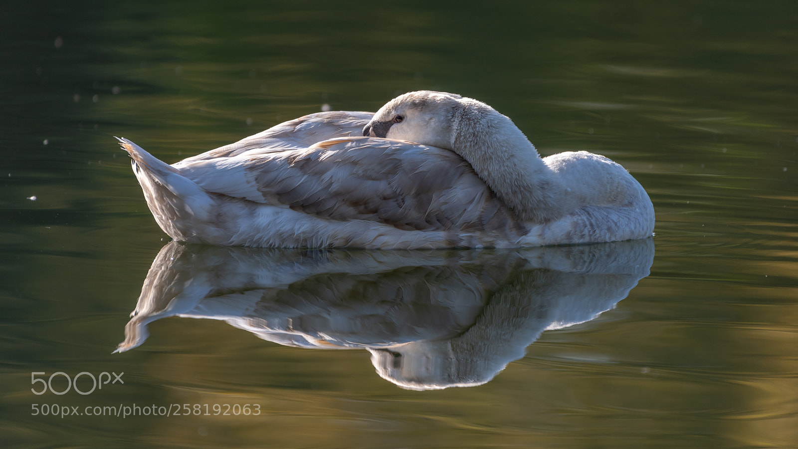 Nikon D810 sample photo. Sleep with one eye photography