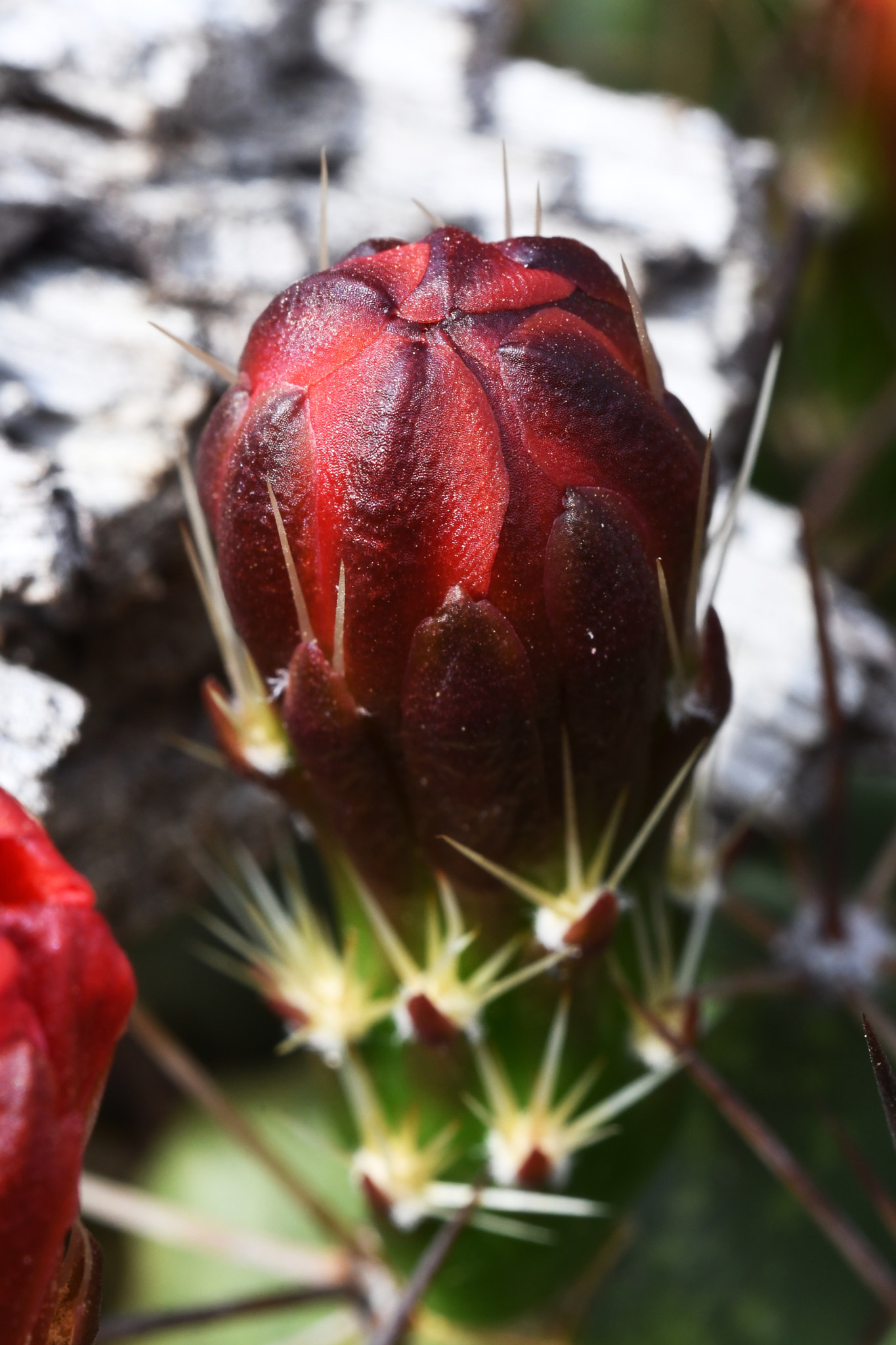 Sigma 150mm F2.8 EX DG OS Macro HSM sample photo. Bold bud photography