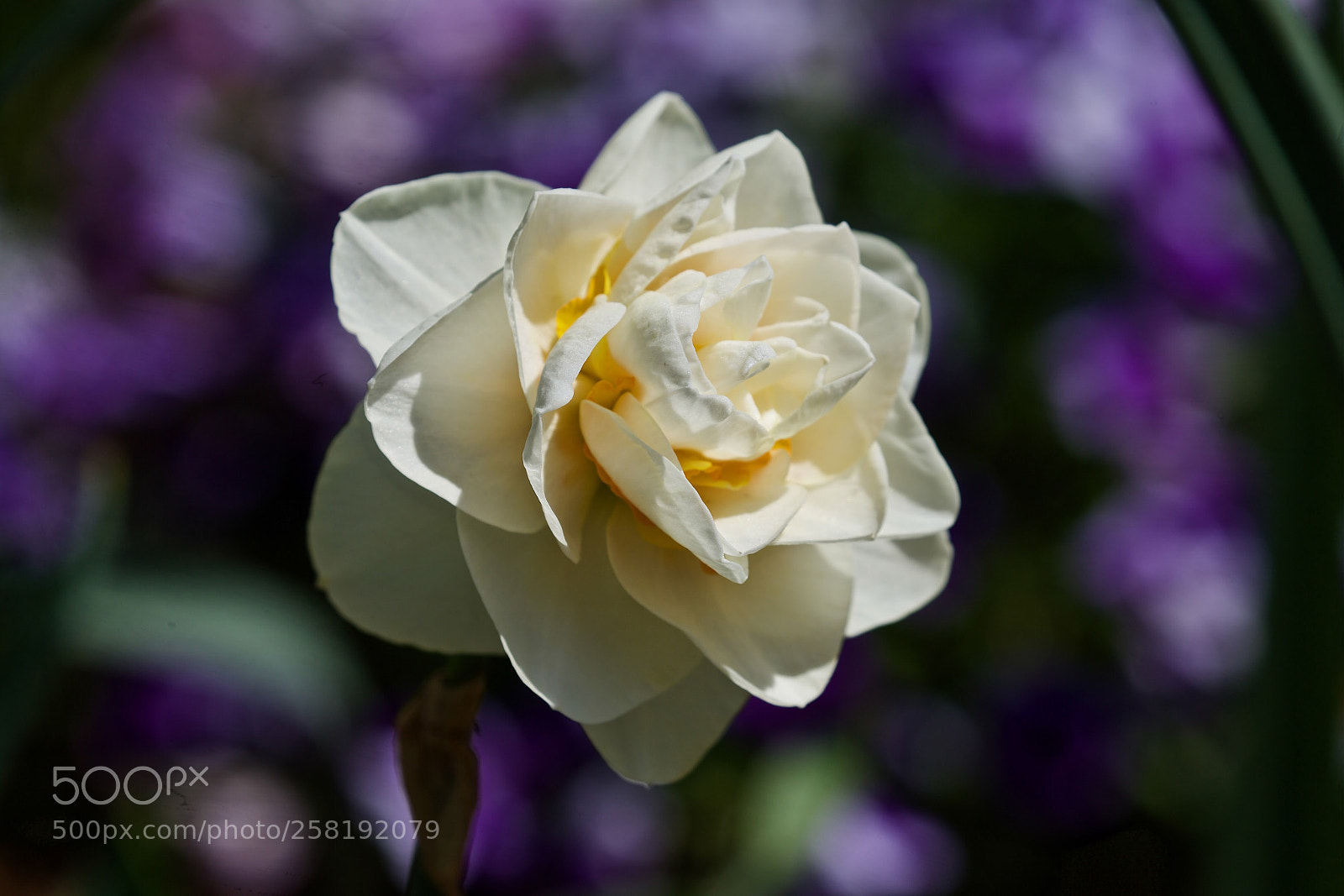 Canon EOS-1D X sample photo. Wild...rose  photography