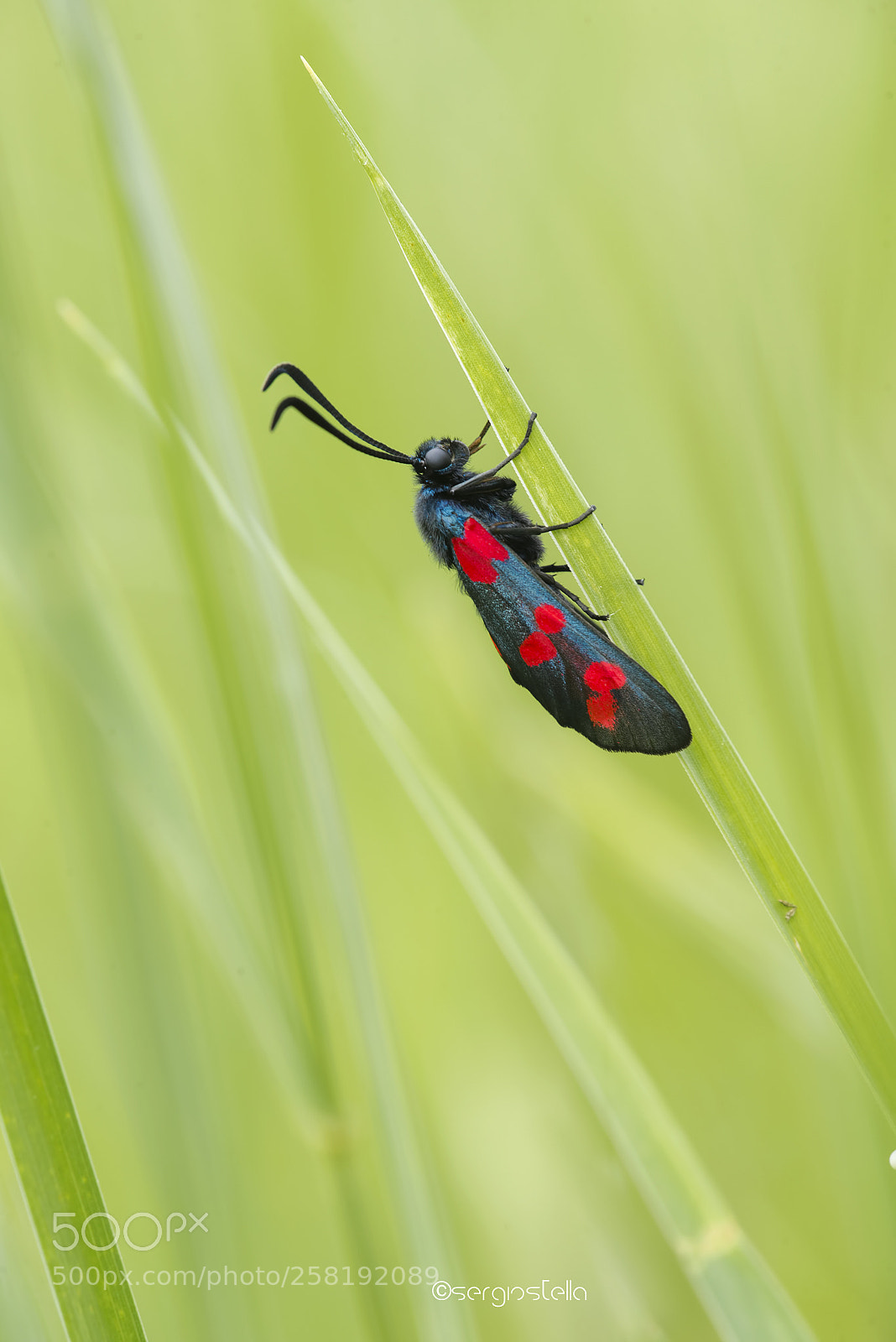 Nikon D610 sample photo. Zygaena  filipendulae___ photography