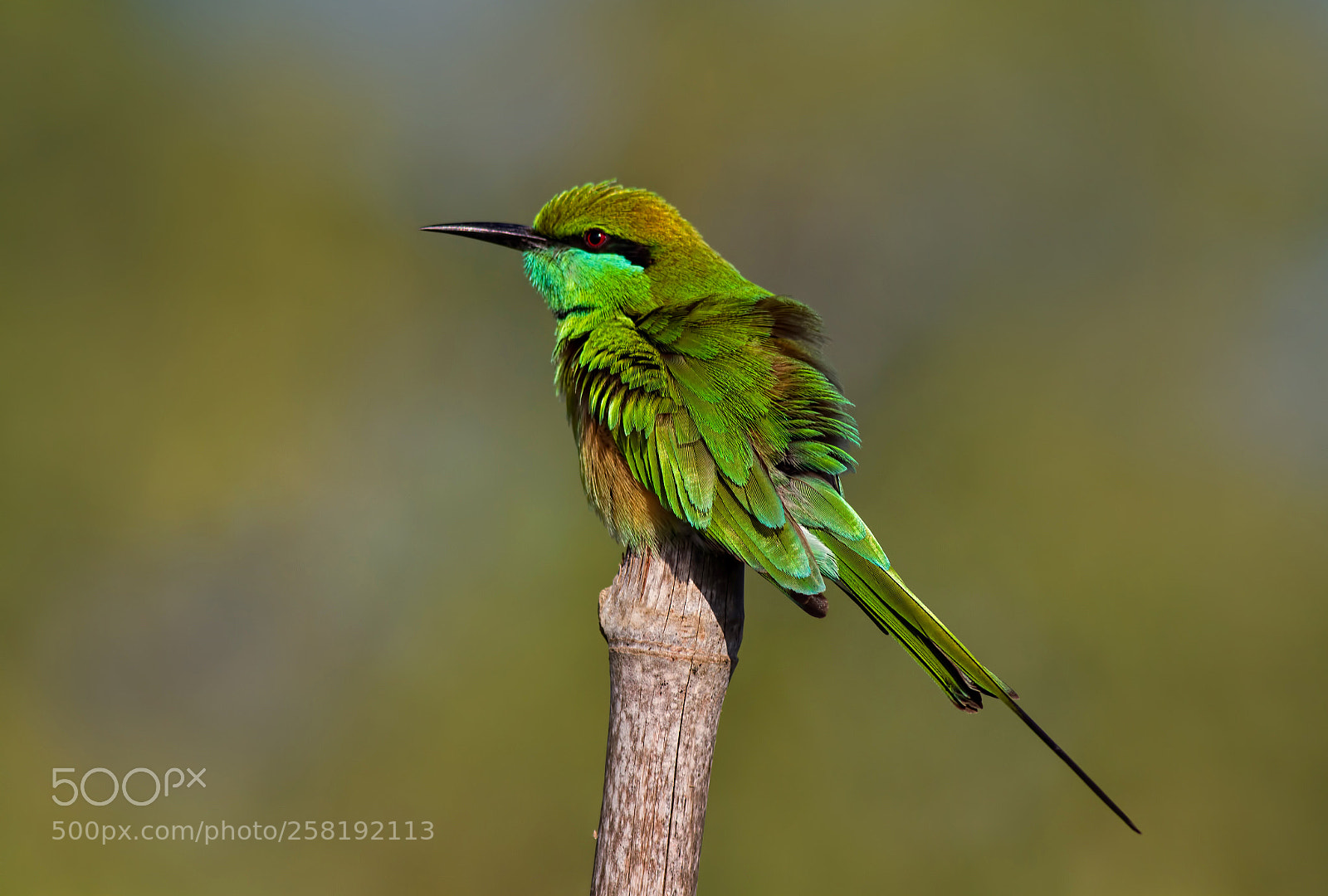 Canon EOS 7D sample photo. Green bee eater... photography