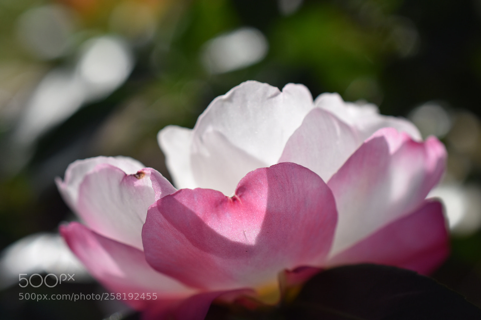 Nikon D3400 sample photo. Capturing the light photography