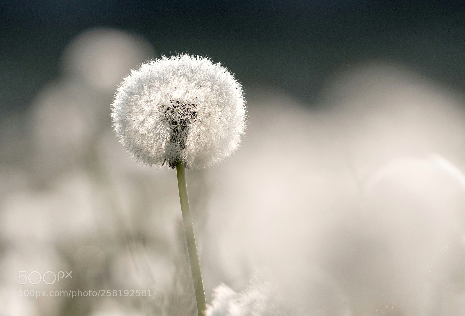 Olympus OM-D E-M5 II sample photo. Dandelion photography