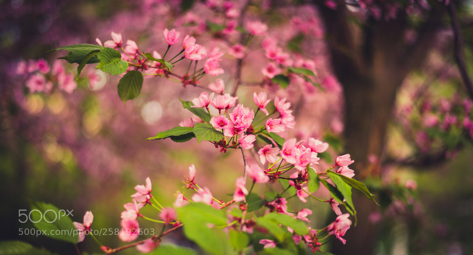 Nikon D610 sample photo. Cherry flowers photography