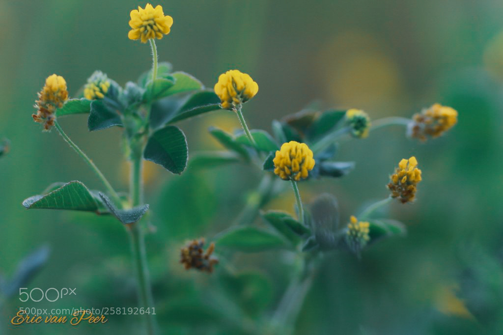 Canon EOS 800D (EOS Rebel T7i / EOS Kiss X9i) sample photo. Kleine klaver (trifolium dubium) photography