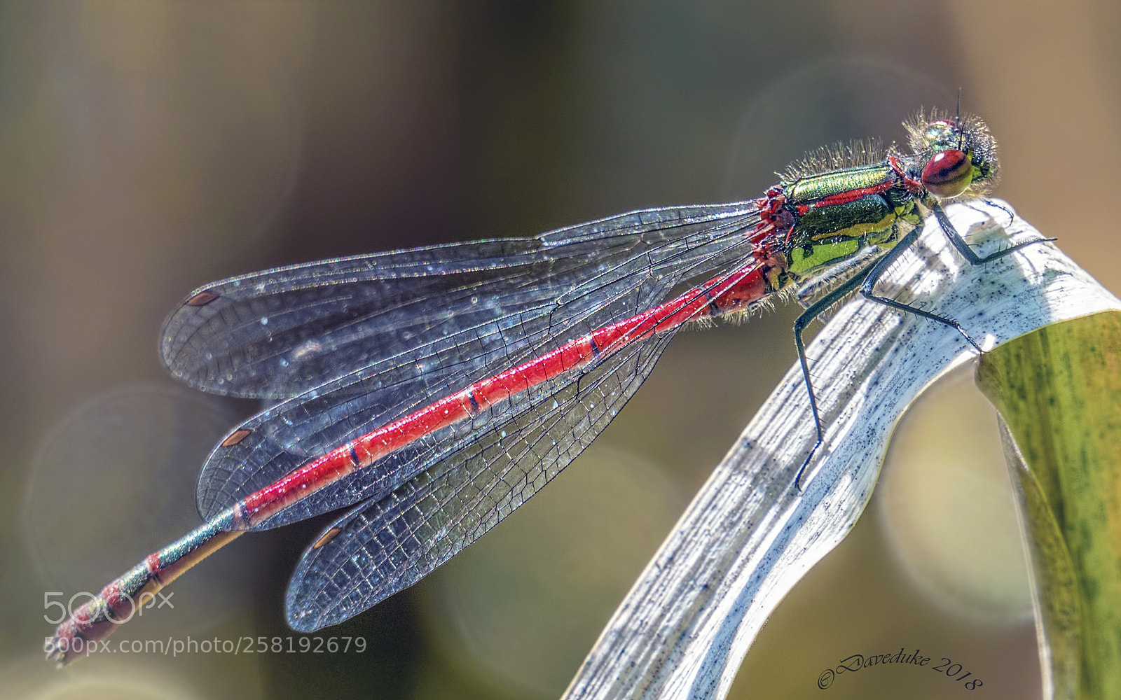Sony a6300 sample photo. Small red damselfly photography