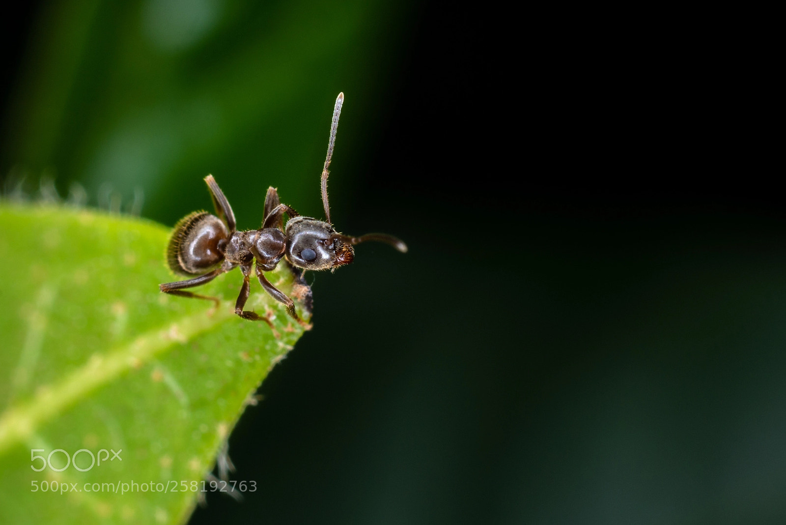 Nikon D800 sample photo. Ant photography