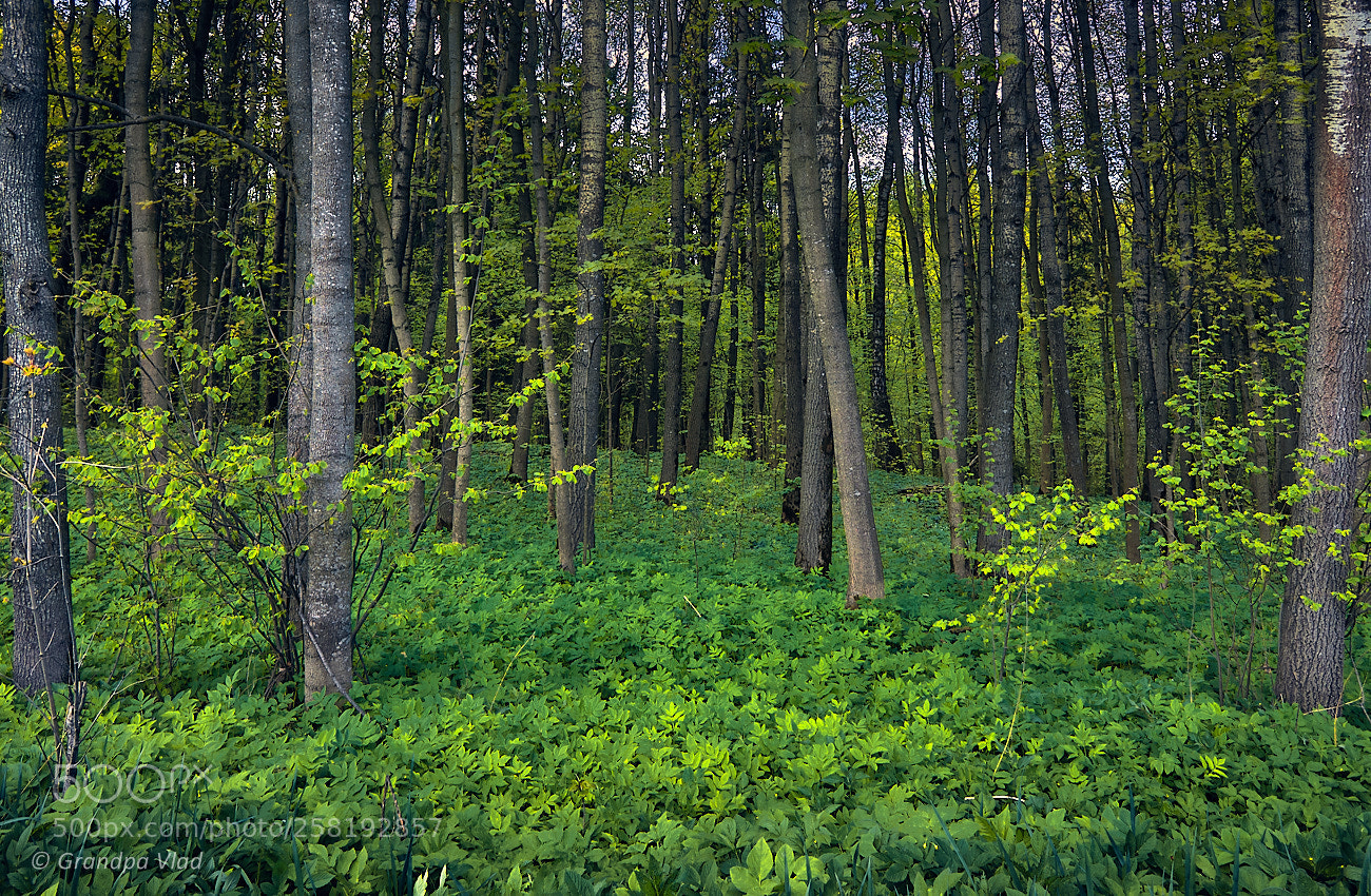 Canon EOS 1100D (EOS Rebel T3 / EOS Kiss X50) sample photo. A spring forest... photography