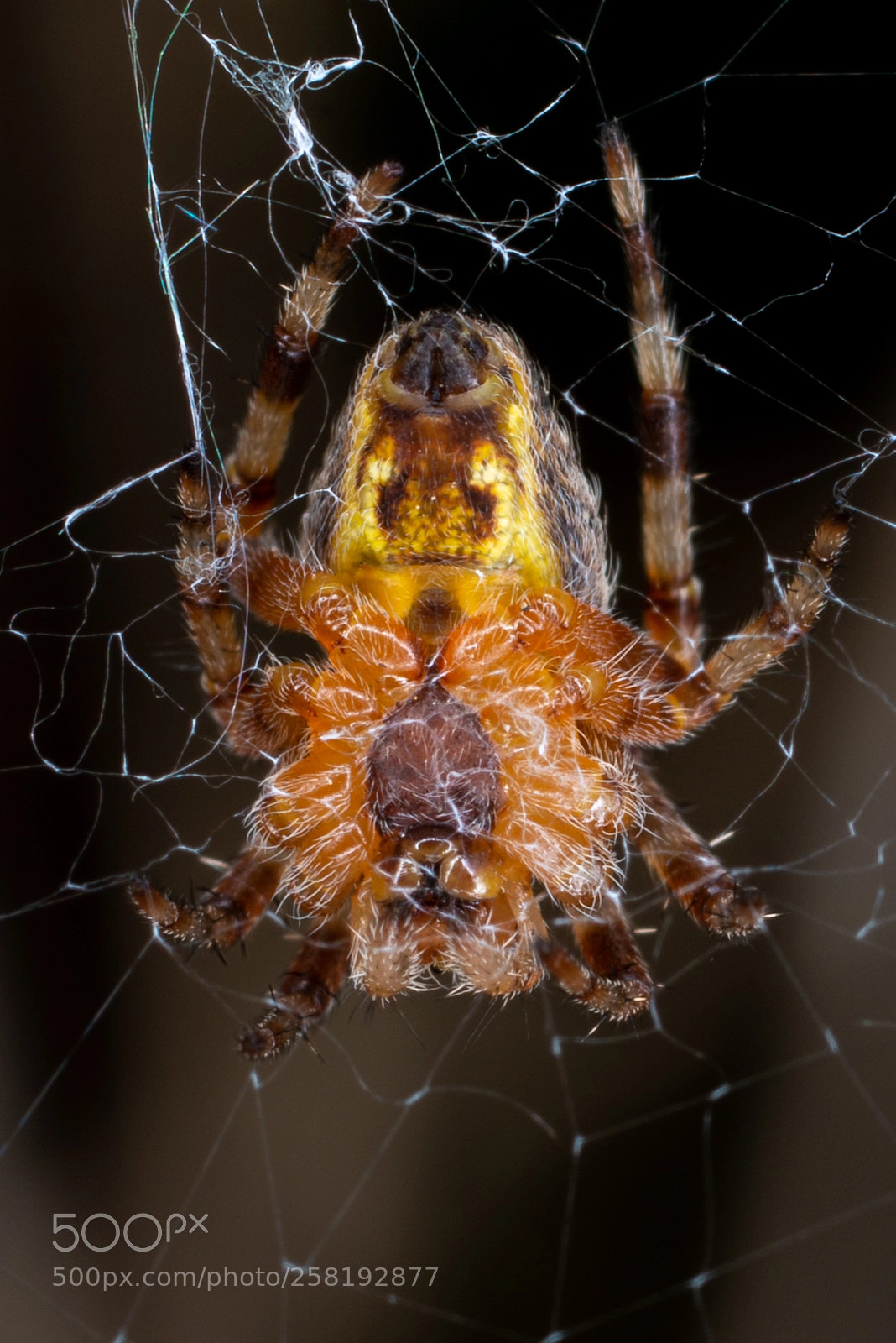 Nikon D800 sample photo. Spider photography