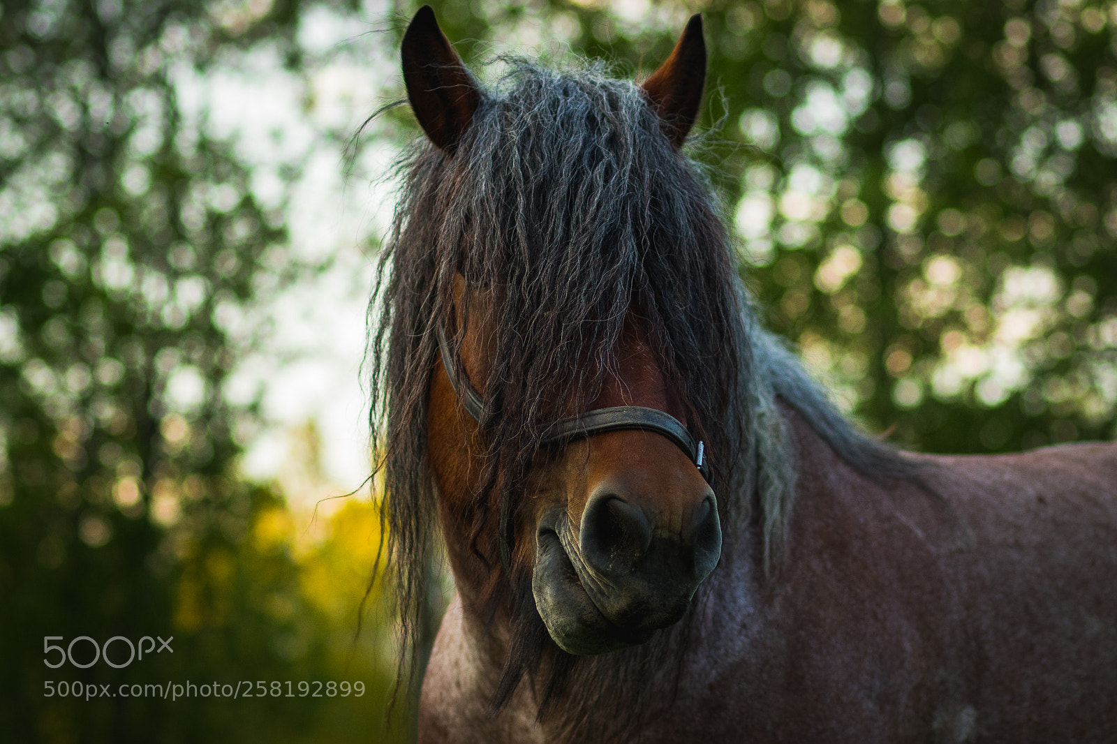 Canon EOS 7D Mark II sample photo. Horse photography