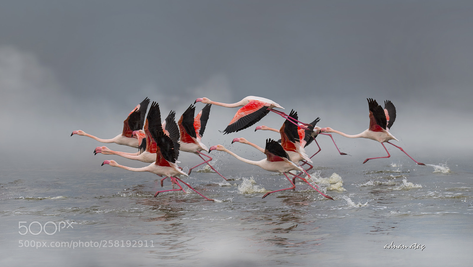 Nikon D5 sample photo. Flamingo - greater flamingo photography