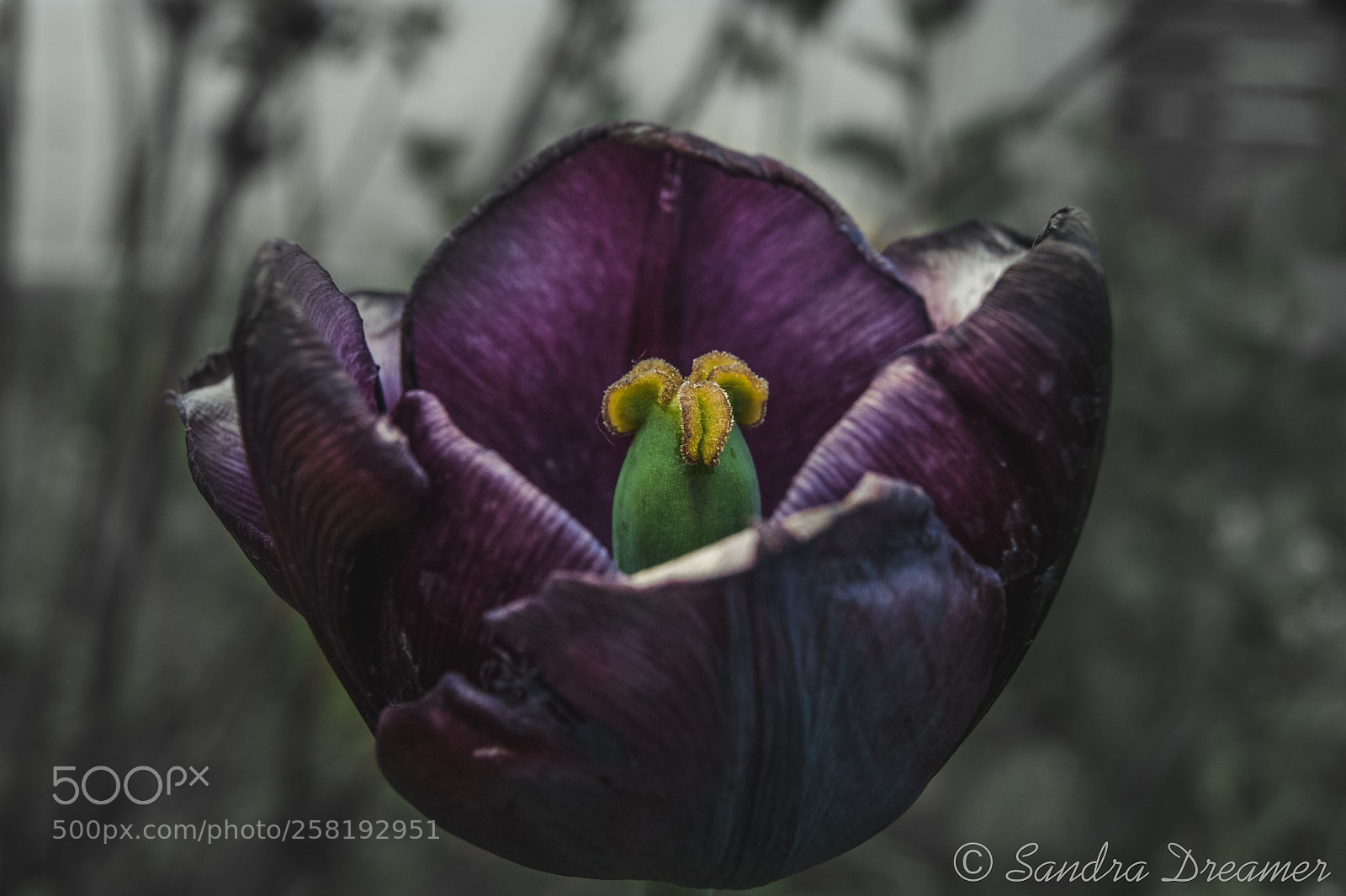 Sony Alpha DSLR-A390 sample photo. La tulipe noire photography