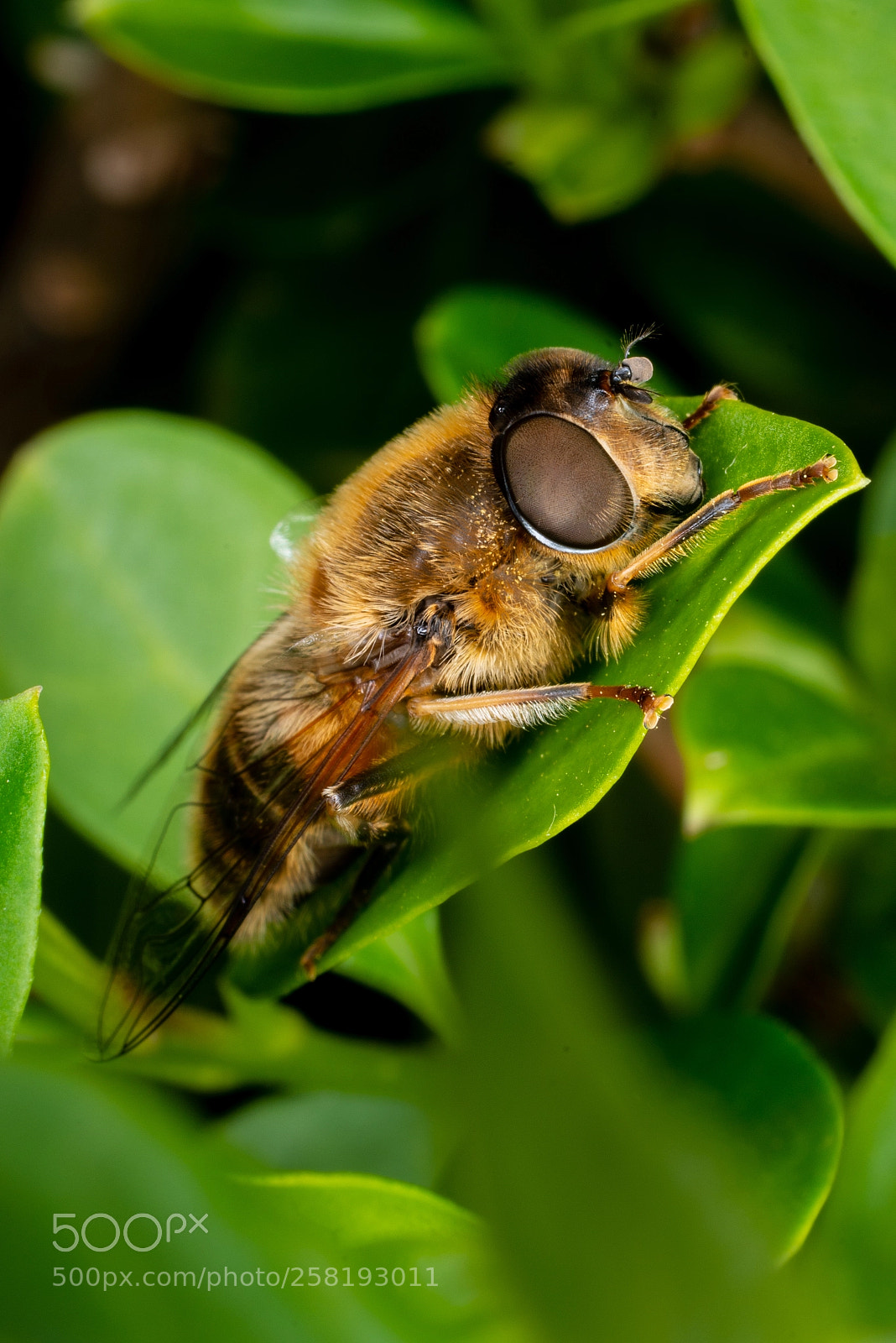 Nikon D800 sample photo. Hoverfly photography