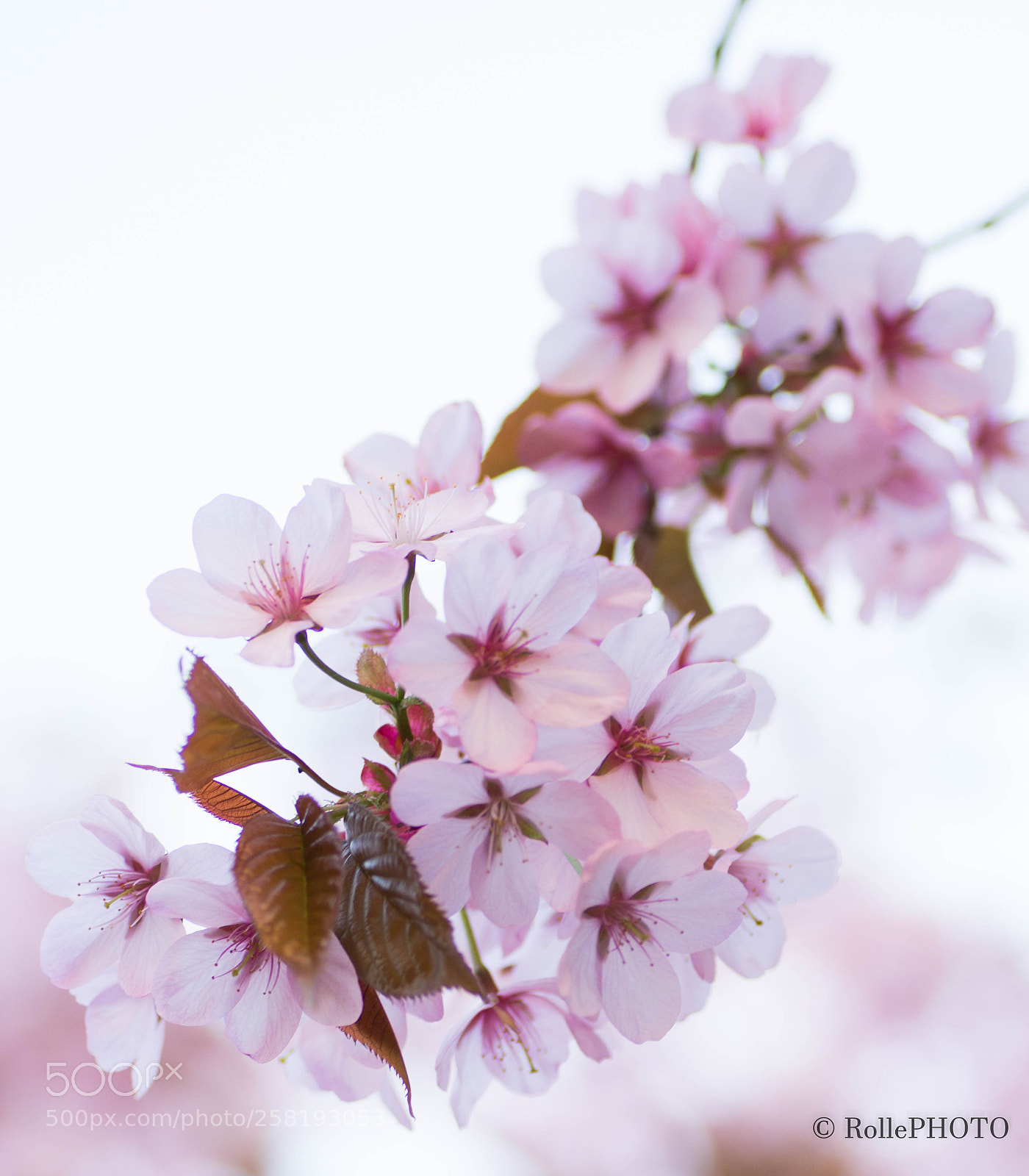 Nikon D7200 sample photo. Cerasus photography