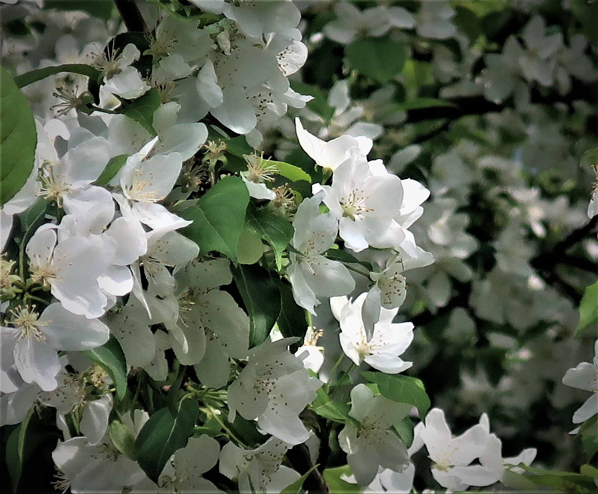 Canon PowerShot G9 X Mark II sample photo. _immaculacy_ photography