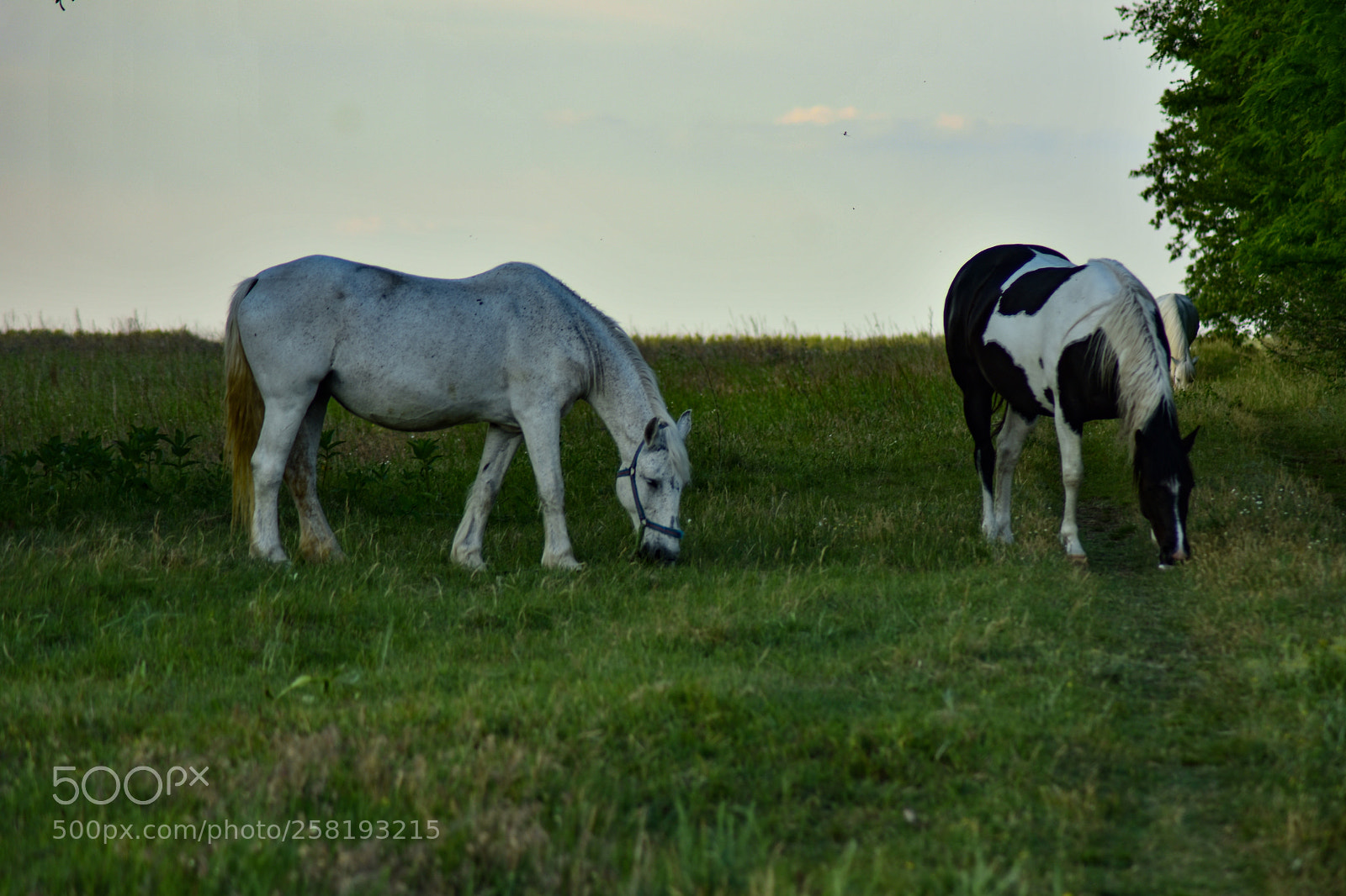 Nikon D7200 sample photo. Untitled photography