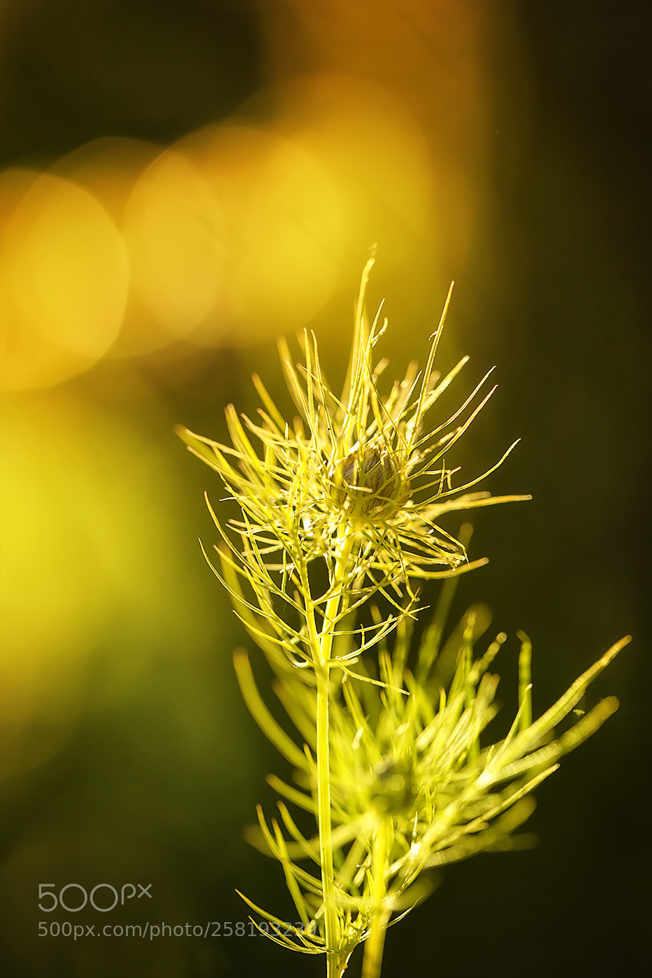 Canon EOS-1D X sample photo. Lichter meer ... photography