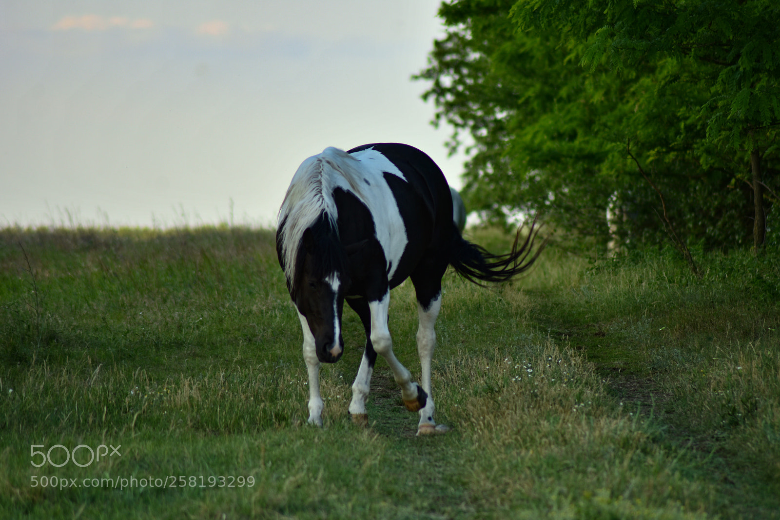 Nikon D7200 sample photo. Untitled photography