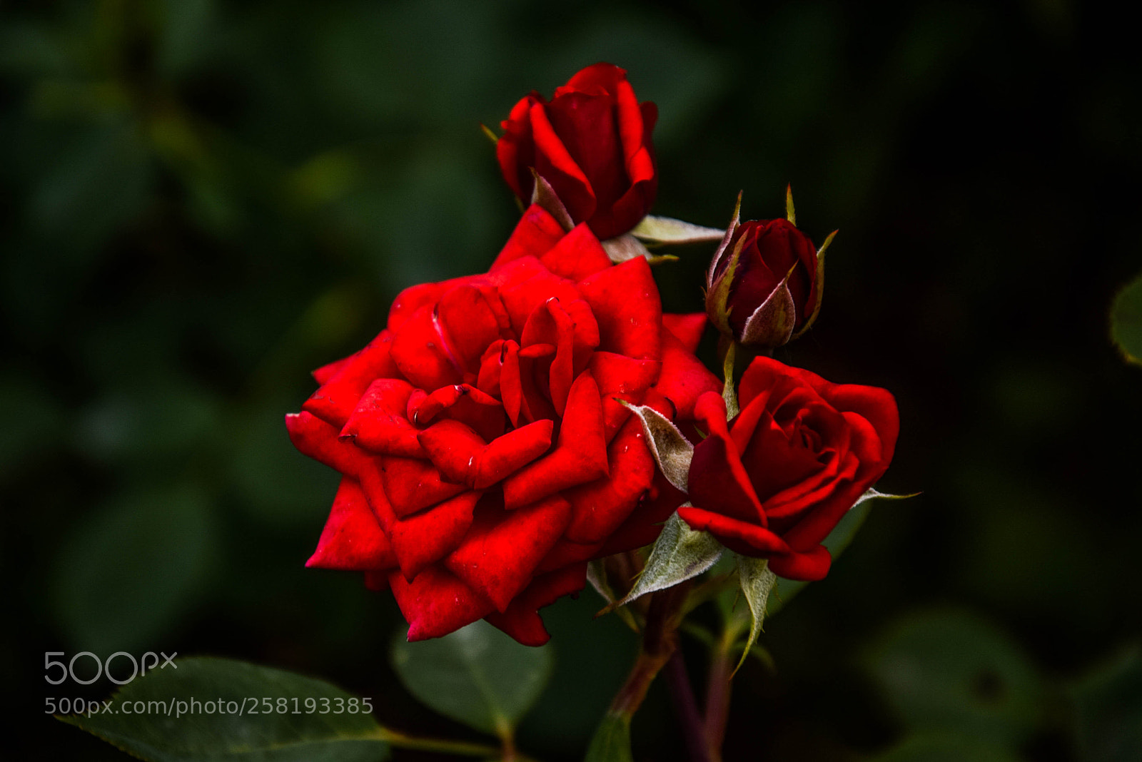 Nikon D5300 sample photo. Red roses photography