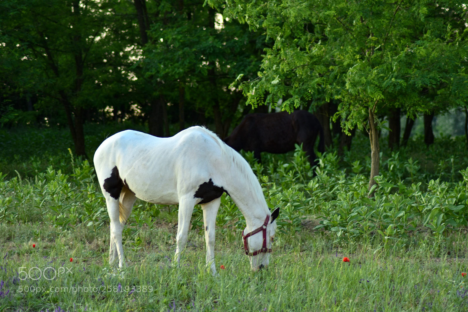 Nikon D7200 sample photo. Untitled photography