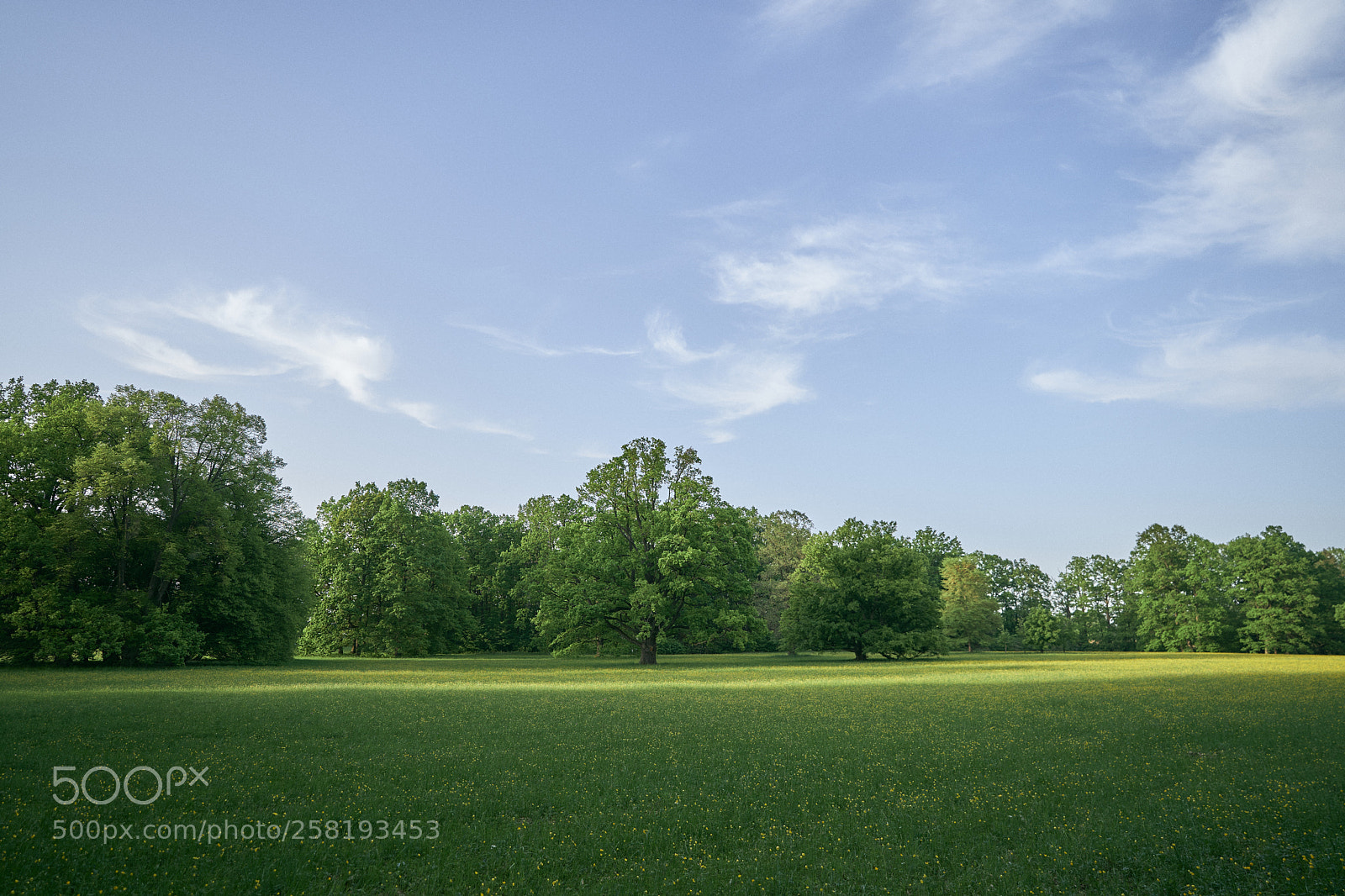 Sony a7 III sample photo. Blue and green photography