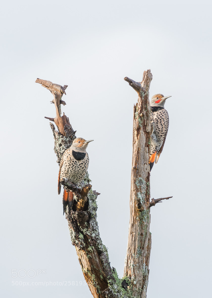 Nikon D7200 sample photo. A pair of northern photography