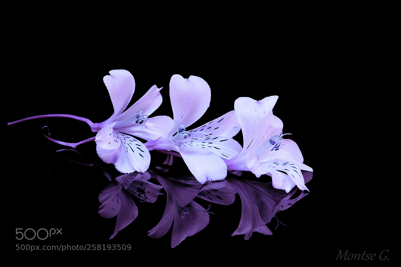Canon EOS 77D (EOS 9000D / EOS 770D) sample photo. Reflection. photography