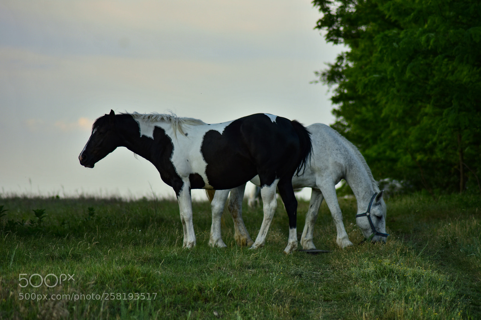 Nikon D7200 sample photo. Untitled photography