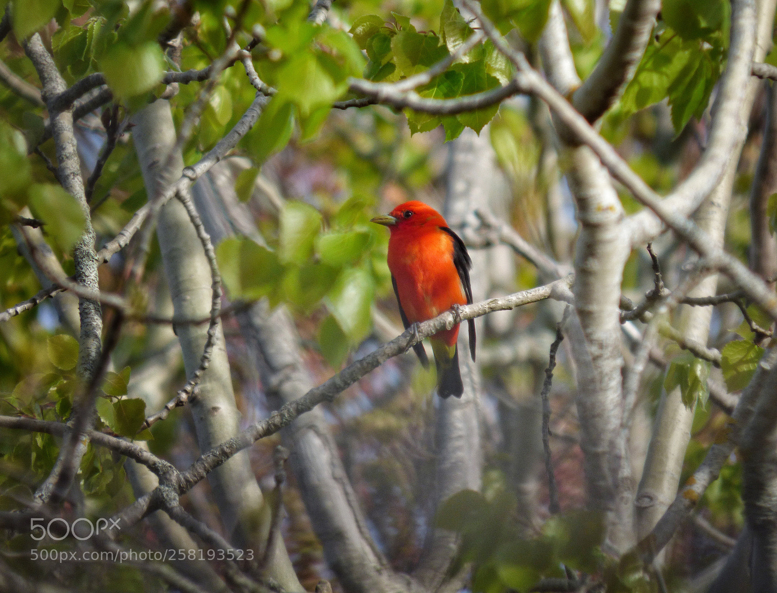 Panasonic Lumix DMC-FZ70 sample photo. Scarlet tanager photography