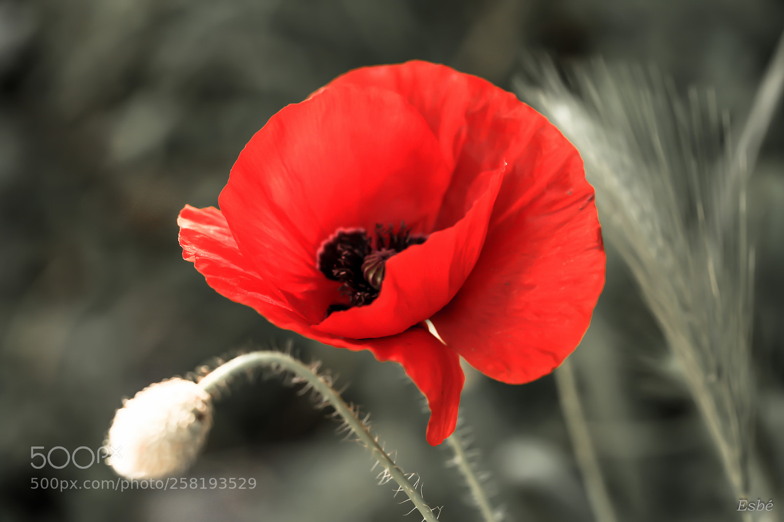 Canon EOS 5D Mark II sample photo. Poppy's addiction (2) photography
