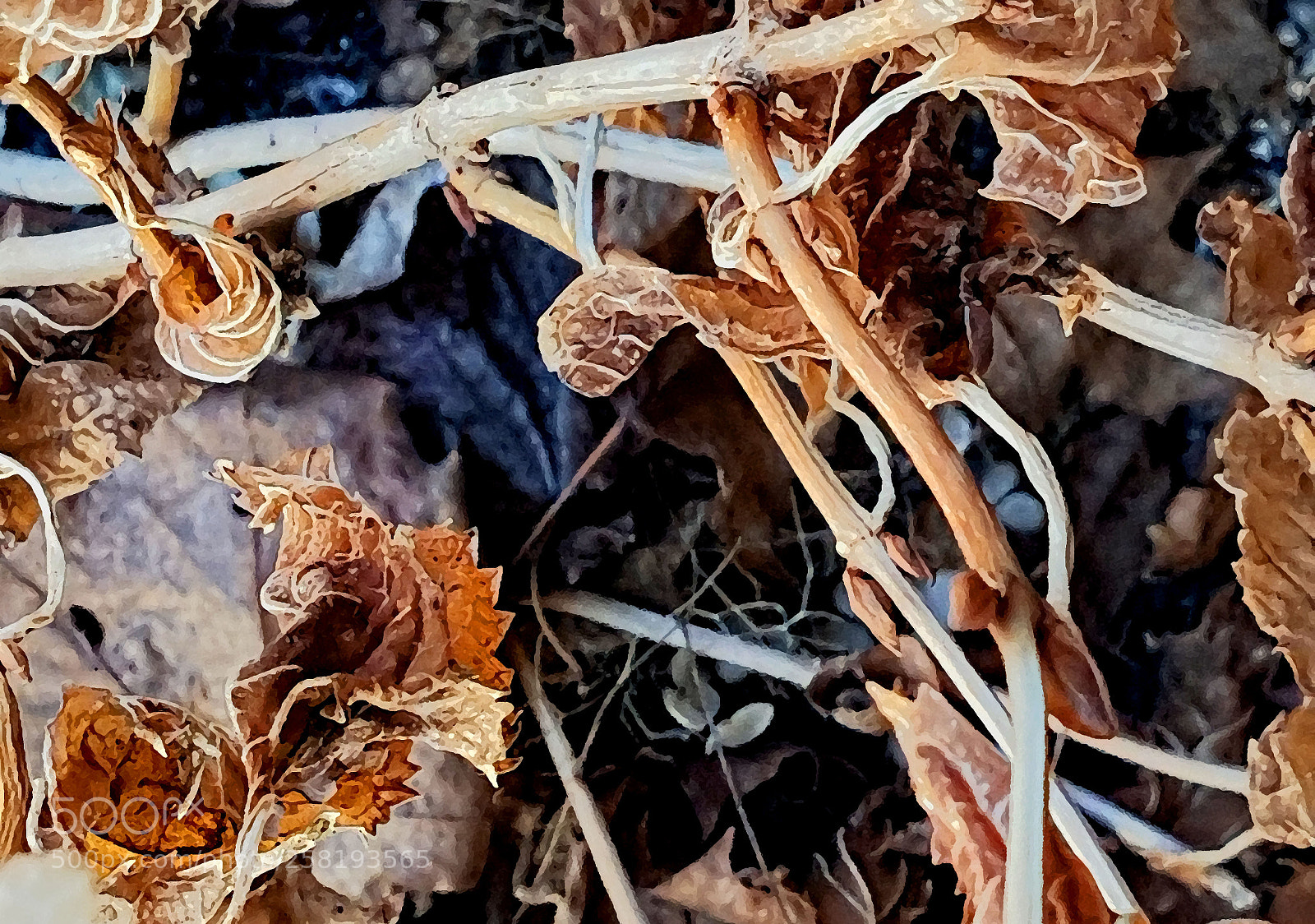 Samsung Galaxy S7 sample photo. Hydrangea 3 photography