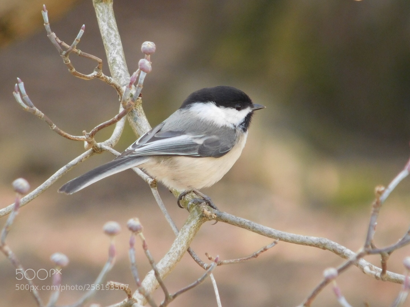 Nikon Coolpix L840 sample photo. Black-capped chickadee  photography