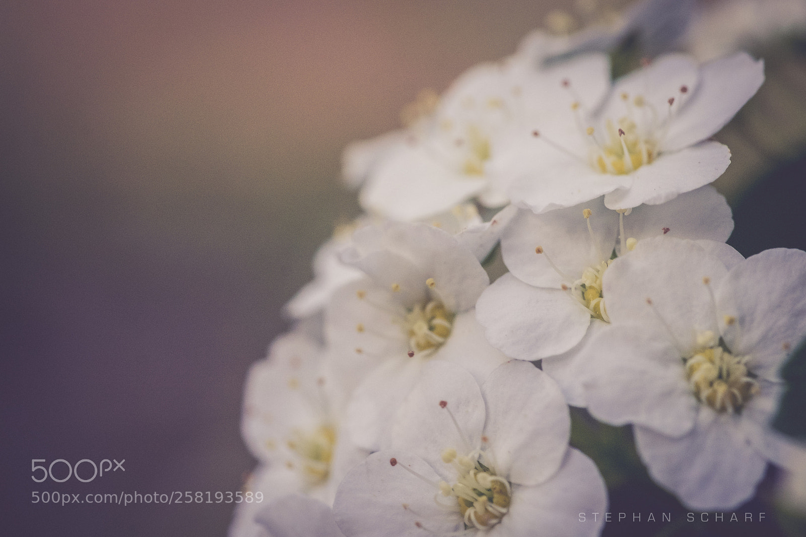 Fujifilm X-T10 sample photo. Apple blossoms photography