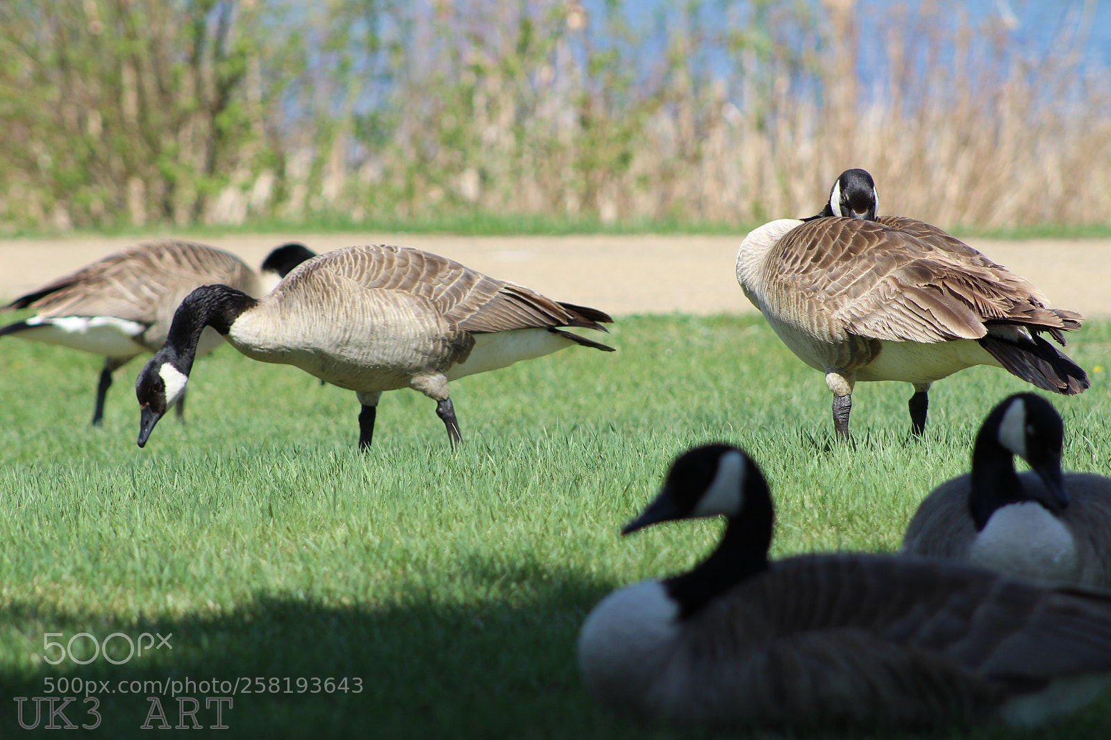 Canon EOS 1300D (EOS Rebel T6 / EOS Kiss X80) sample photo. A gander of geese photography