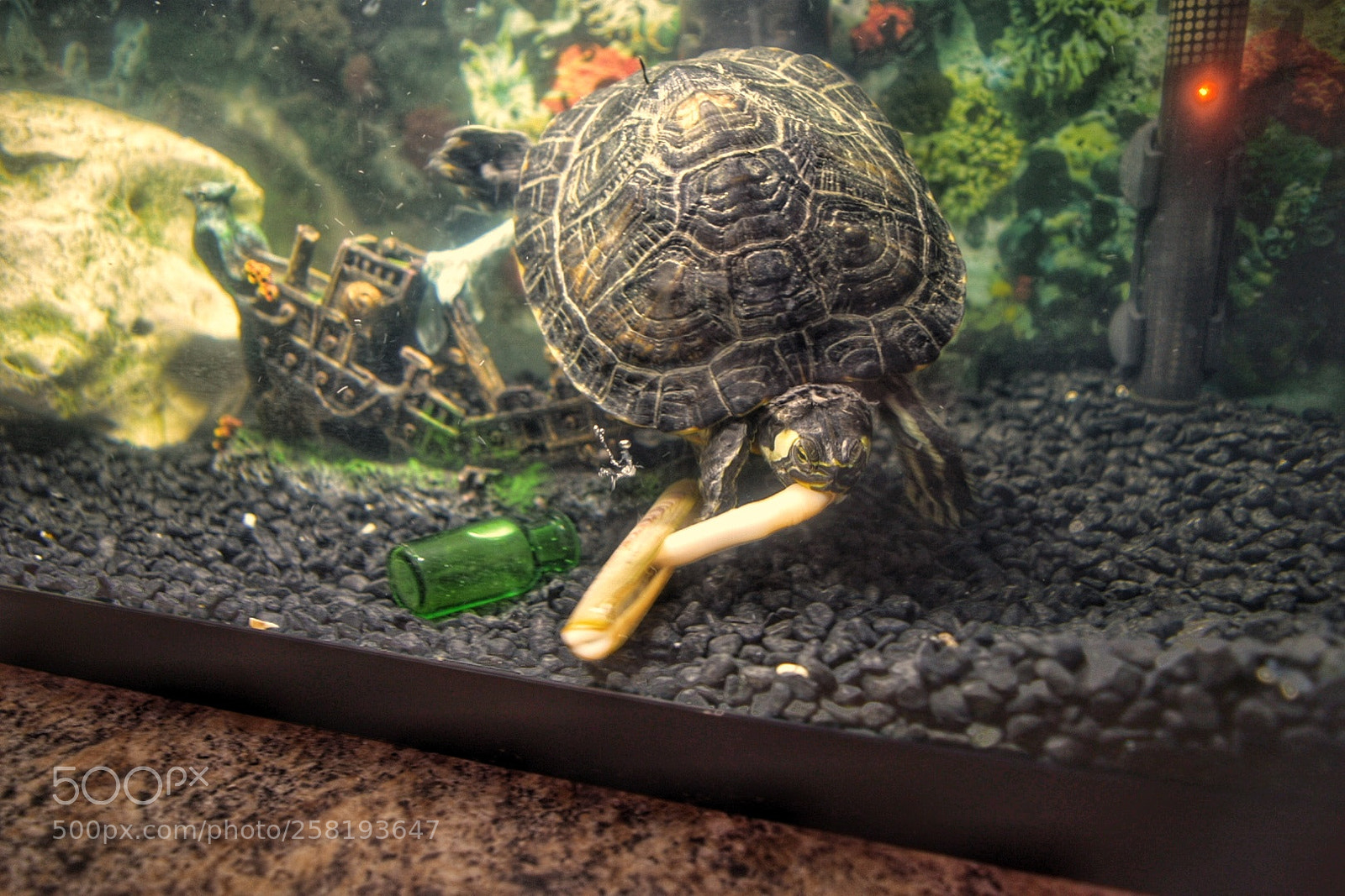 Nikon D5300 sample photo. Turtle. photography